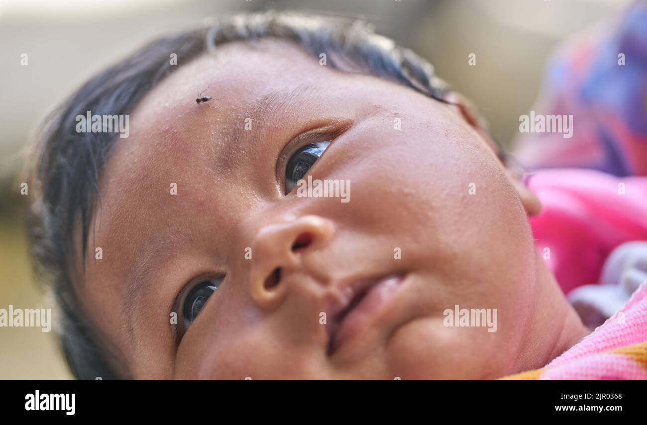 A baby with a mosquito on its forehead. Stock Photo