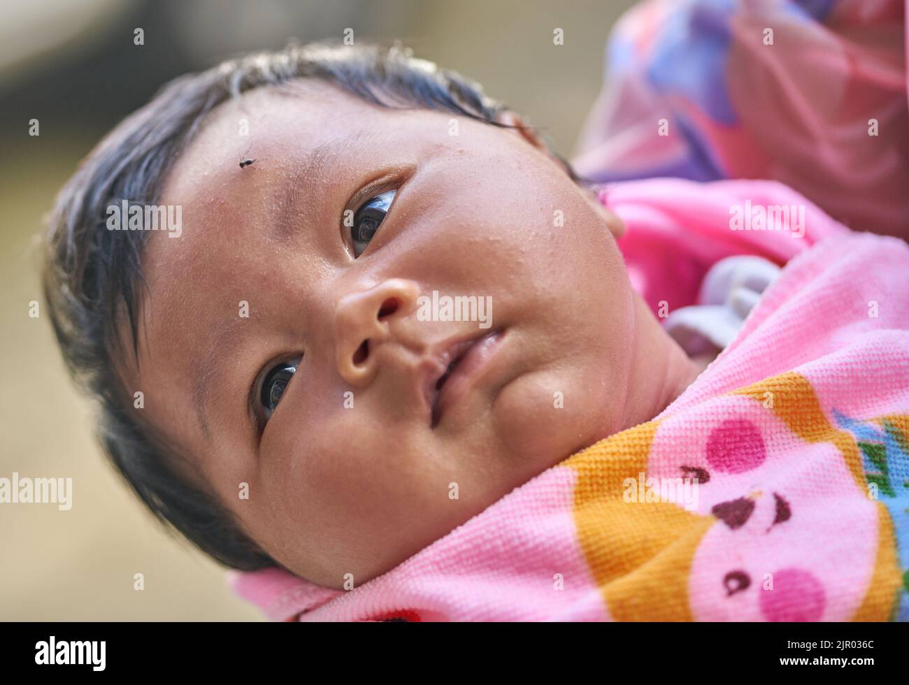 A baby with a mosquito on its forehead. Stock Photo