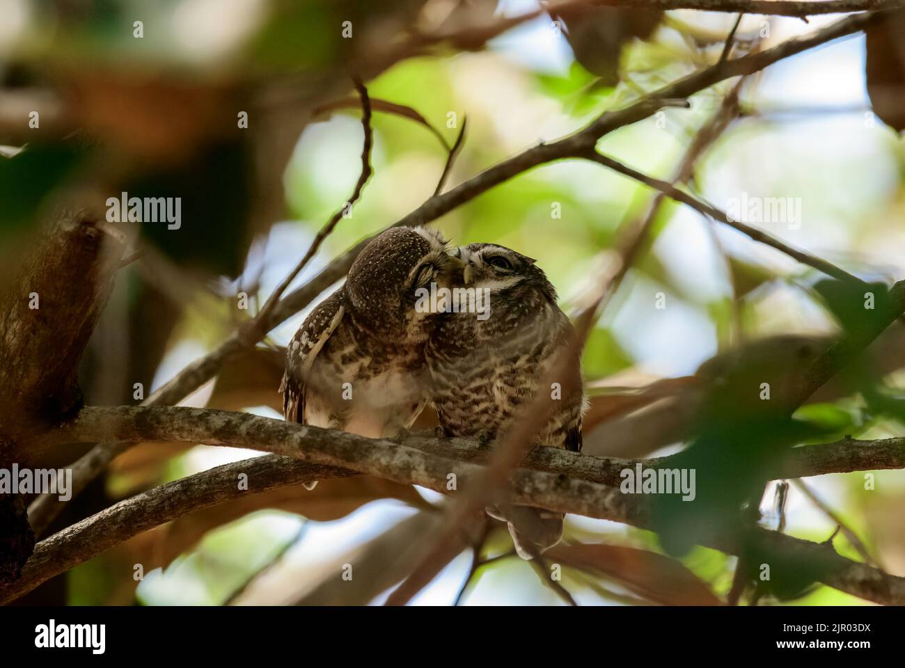 Spotted owlet is a species of small owl found commonly in India. These birds are found in open habitats and forests. They also live in human habitats Stock Photo