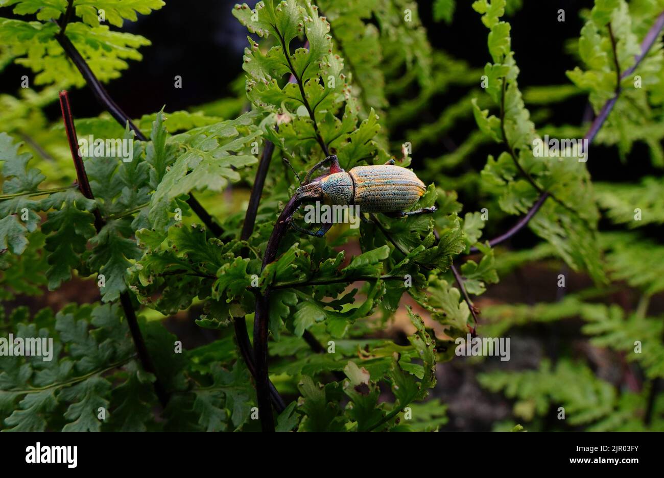 White pine weevil on the leaf with cut leaf. It is pest of various crop plants and ornamental plants which damage the leaves by feeding. Stock Photo