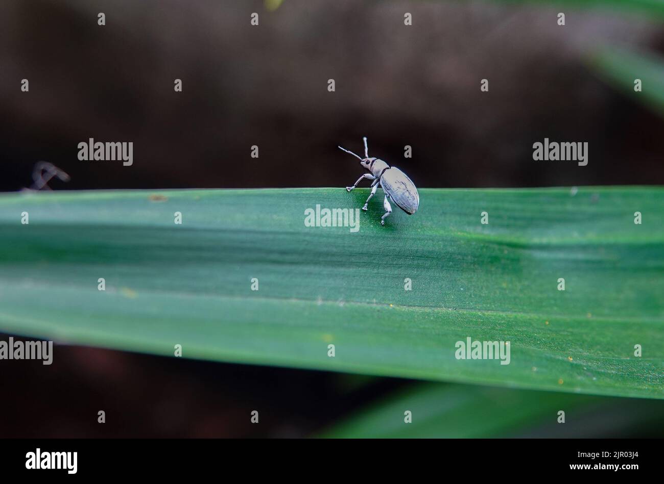 White pine weevil on the leaf with cut leaf. It is pest of various crop plants and ornamental plants which damage the leaves by feeding. Stock Photo