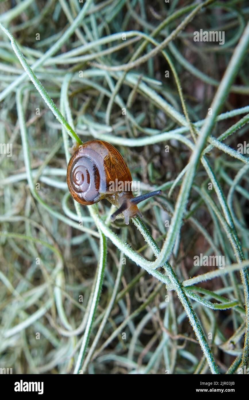 snail in shell crawling, summer day in garden, A common garden snail climbing on a stump, Stock Photo
