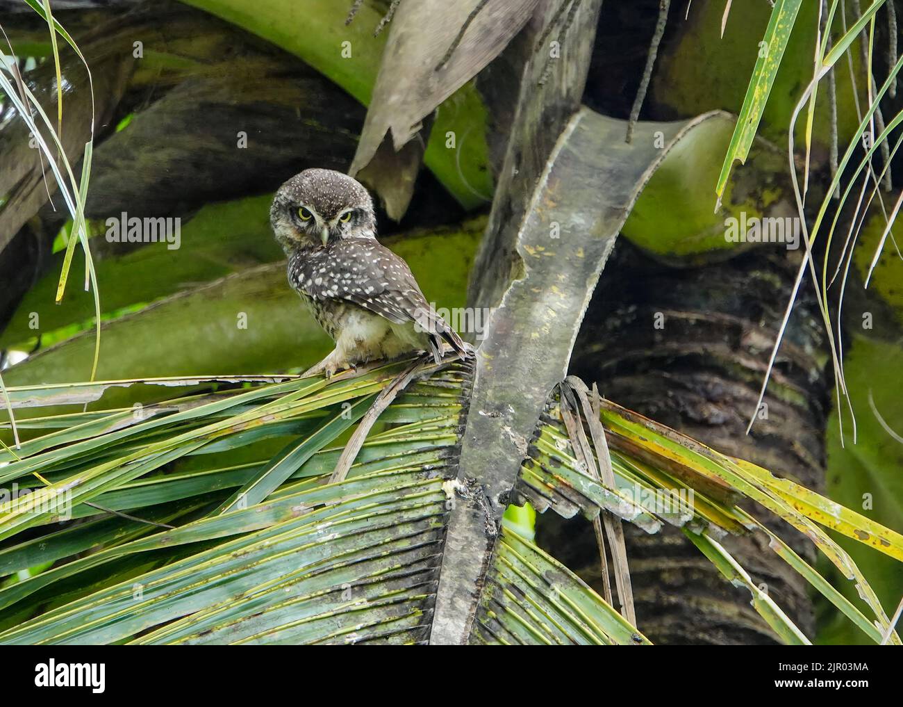 Spotted owlet is a species of small owl found commonly in India. These birds are found in open habitats and forests. They also live in human habitats Stock Photo