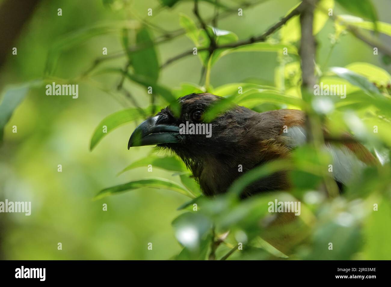 Capture the essence of Kerala's birdlife, the rich biodiversity and awe