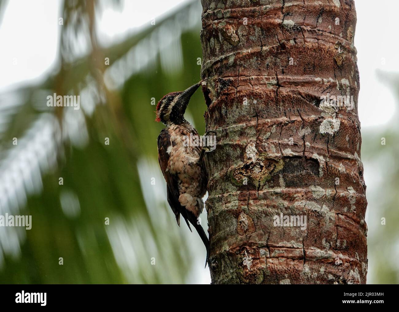 A beautiful Black-rumped flameback woodpecker is sitting on coconut tree during the nesting season in a green blurred forest background. Stock Photo