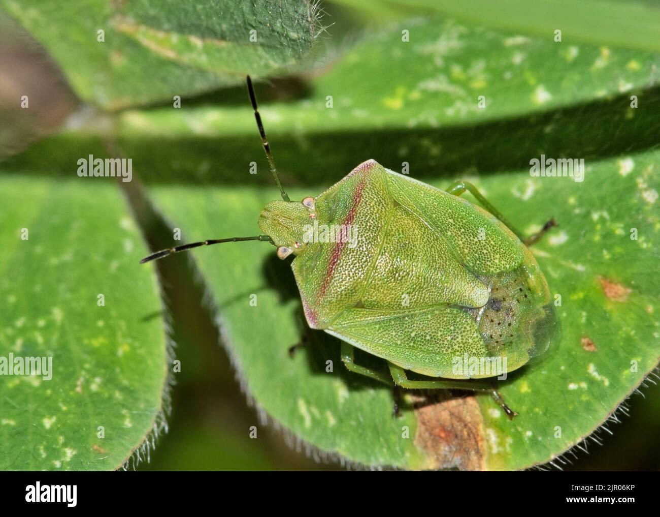 Red-Shouldered Stink Bug (Thyanta custator) camouflaged on a clover leaf in Houston, TX dorsal view. Stock Photo