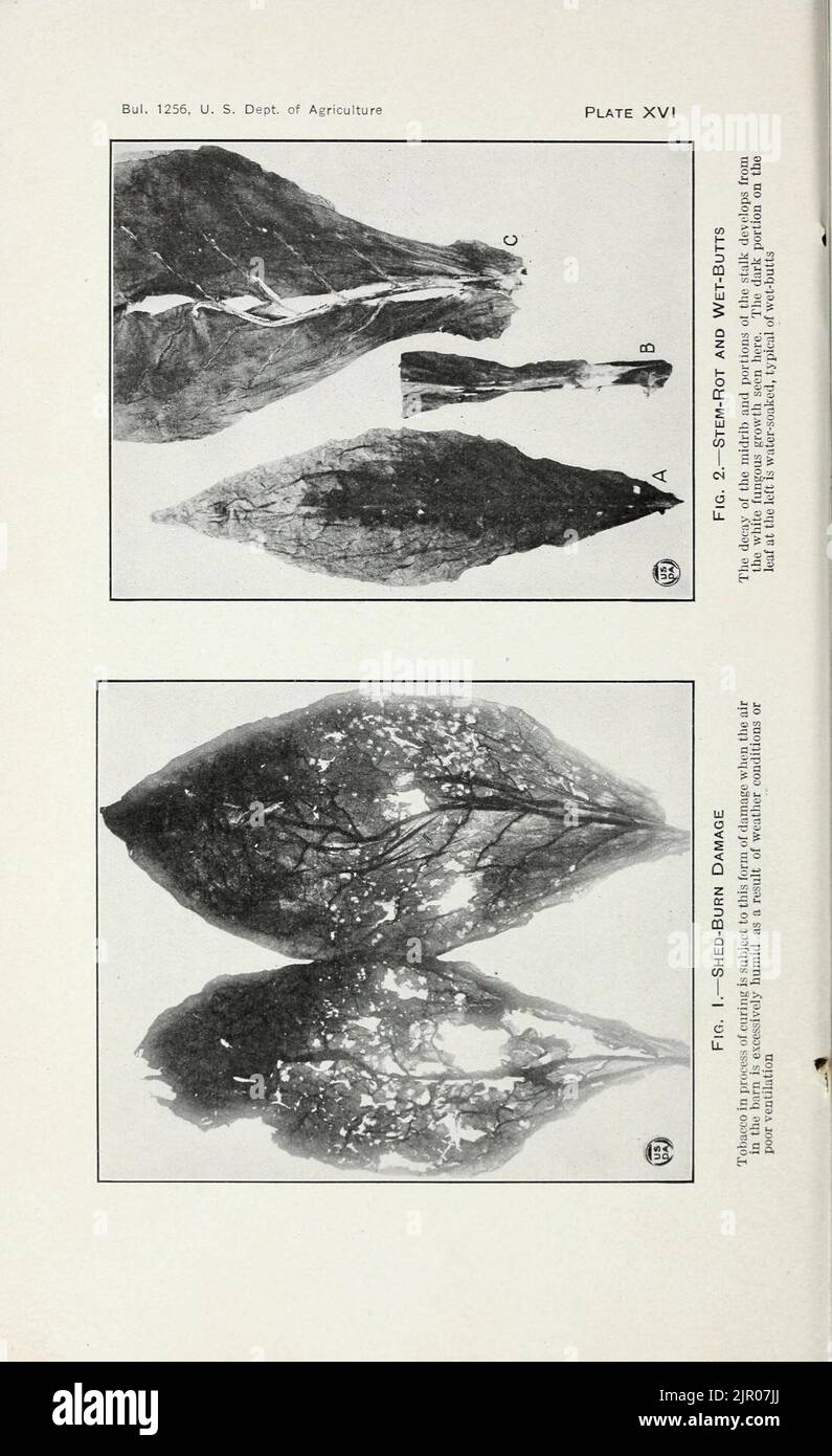 Tobacco diseases and their control Stock Photo Alamy