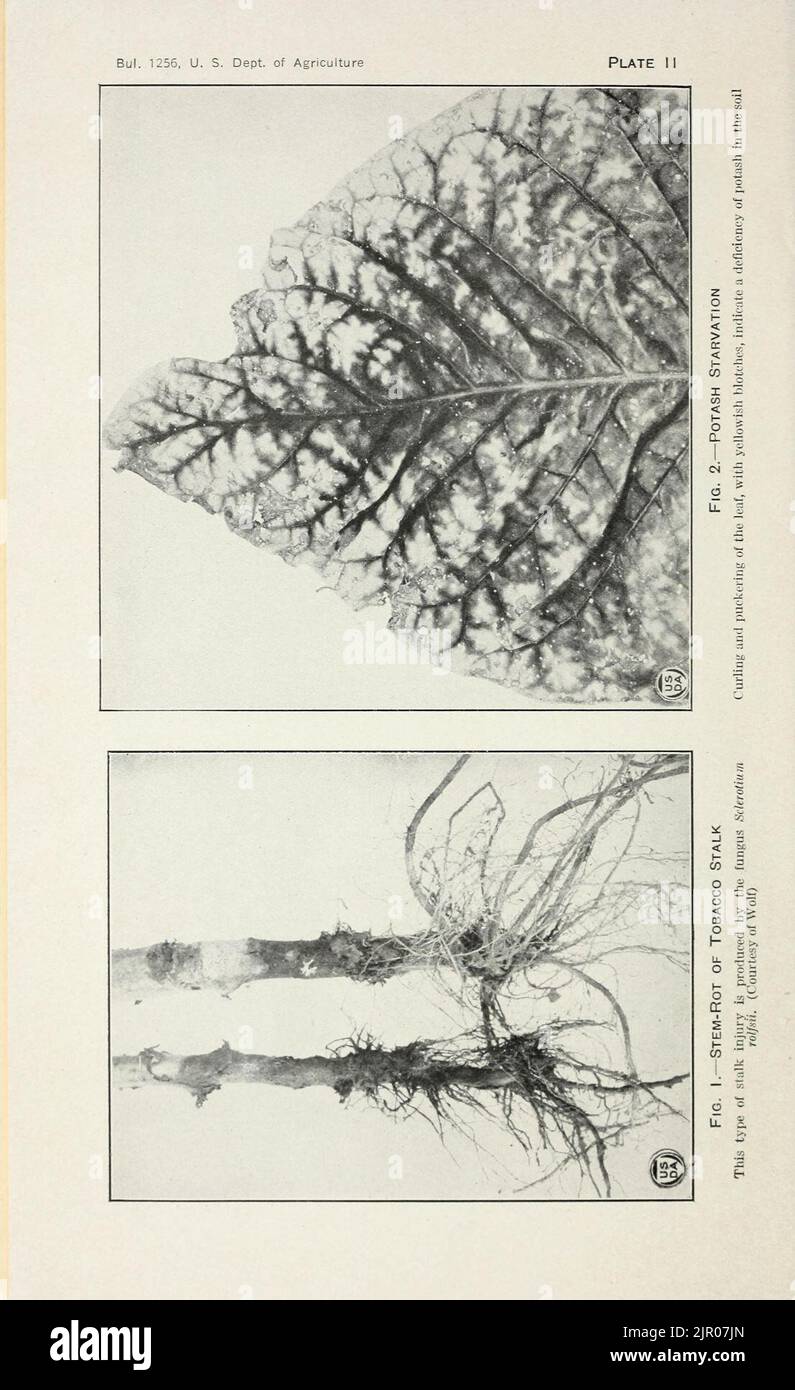Tobacco diseases and their control Stock Photo Alamy