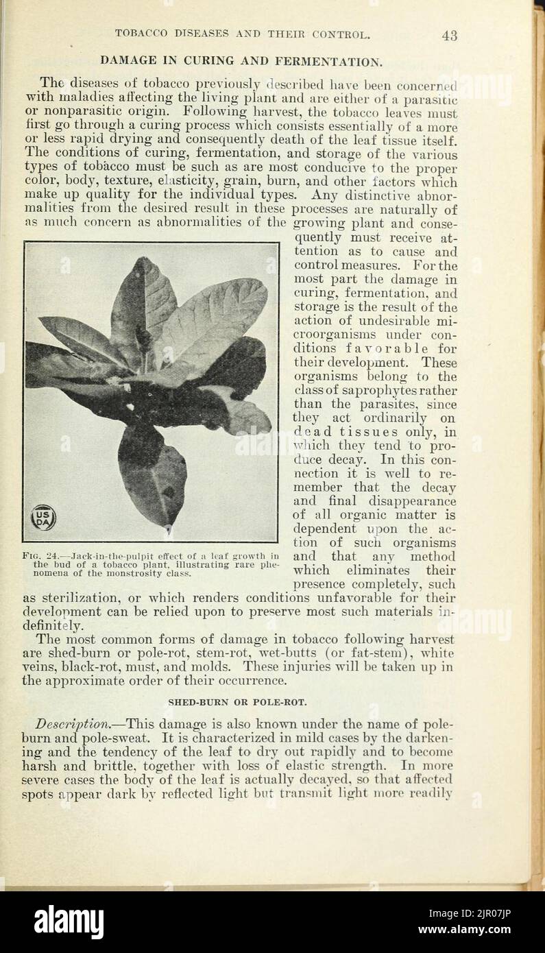 Tobacco diseases and their control Stock Photo Alamy