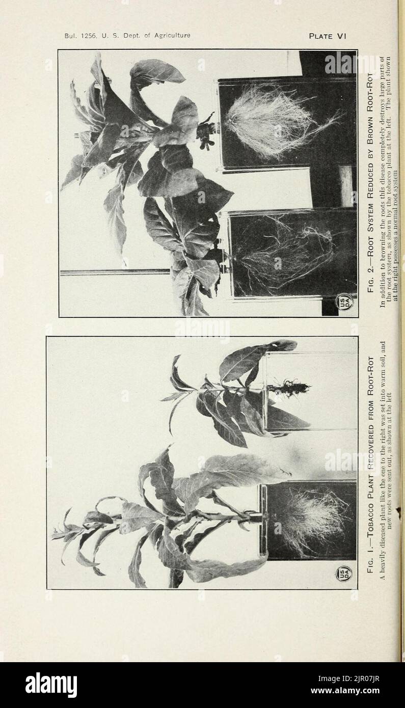 Tobacco diseases and their control Stock Photo Alamy