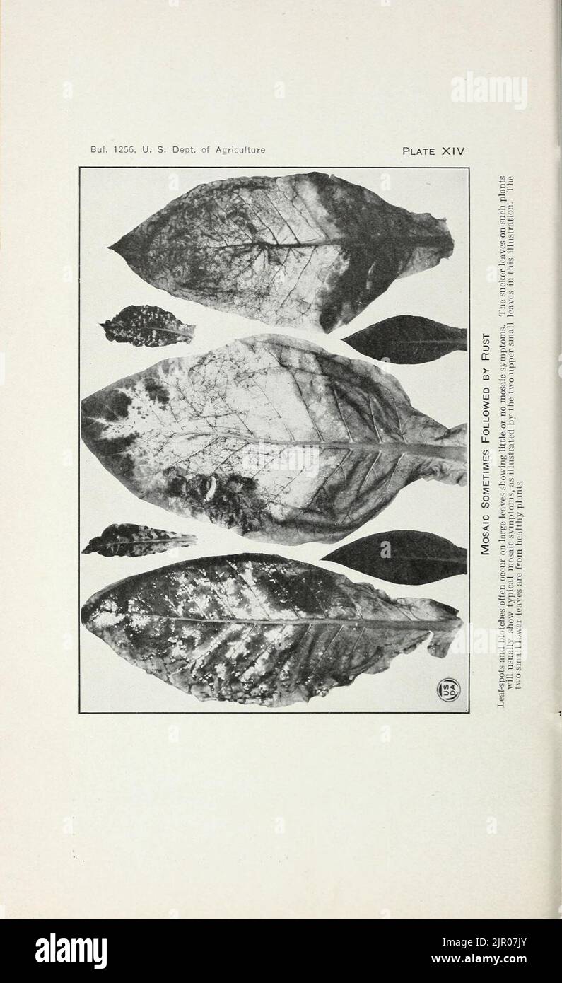 Tobacco diseases and their control Stock Photo Alamy