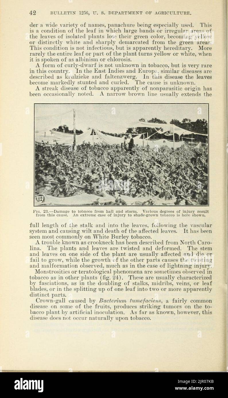 Tobacco diseases and their control Stock Photo Alamy