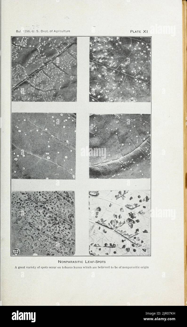 Tobacco diseases and their control Stock Photo Alamy