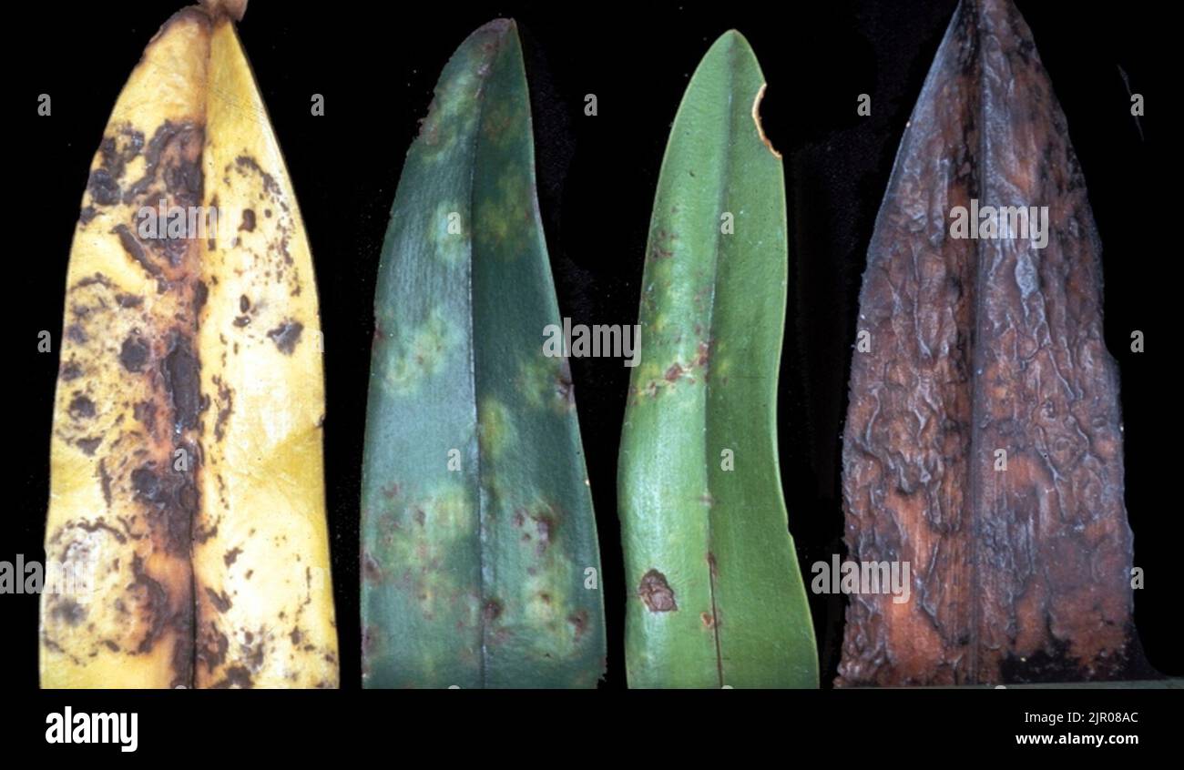 orchid tobacco Tobacco mosaic virus symptoms orchid Stock Photo