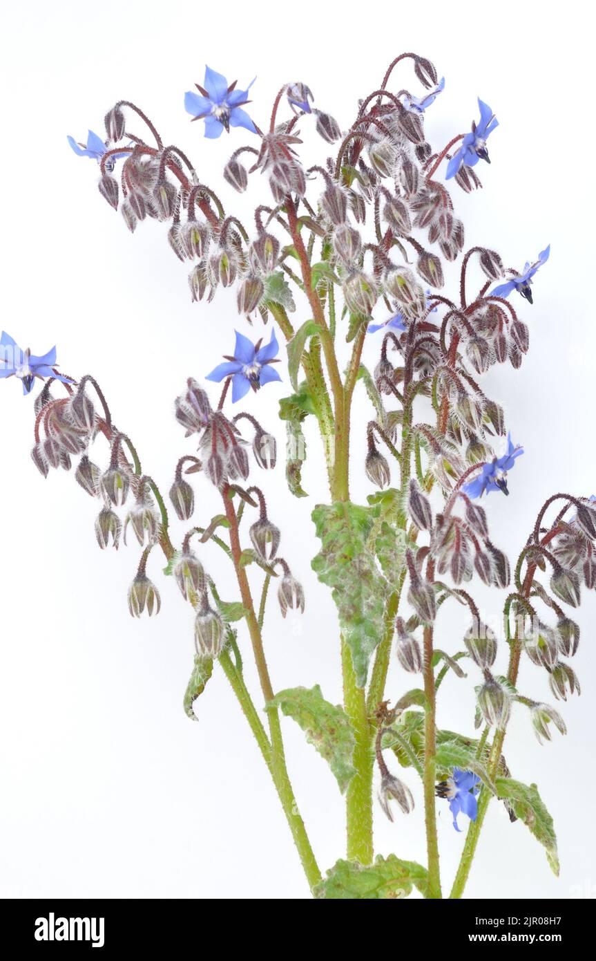 White borage hi-res stock photography and images - Alamy