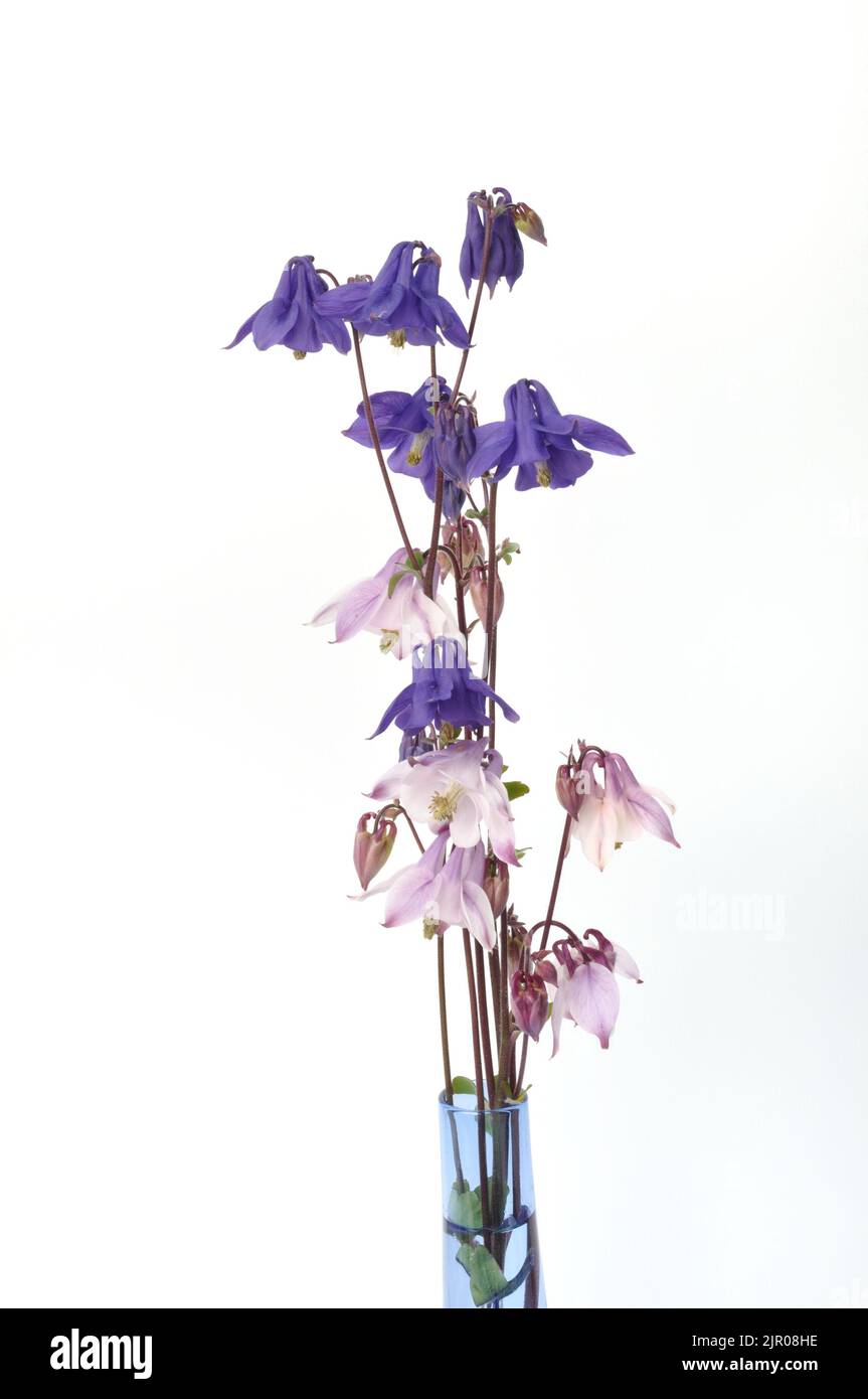 columbines on a white background Stock Photo