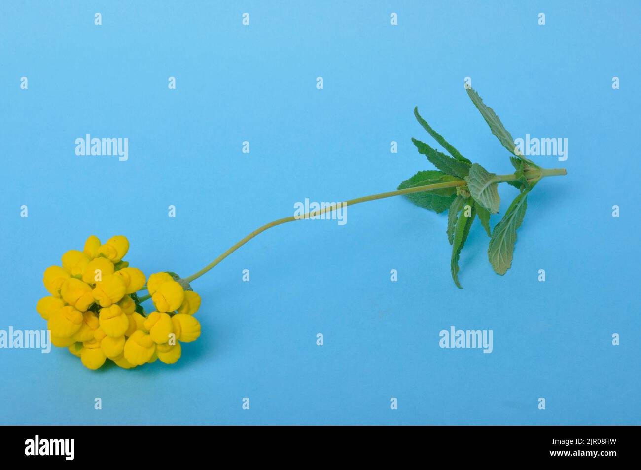 Calceolaria flowers on a blue background Stock Photo