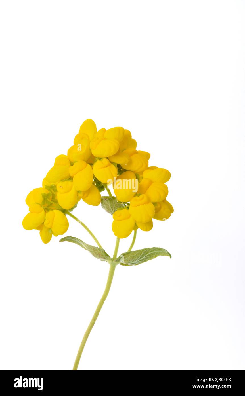 Calceolaria flowers on a white background Stock Photo