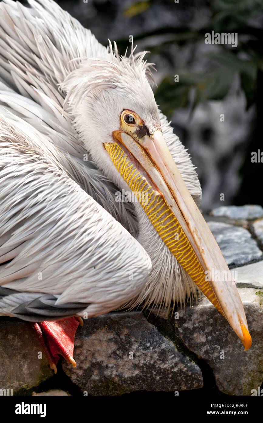 Pink-backed pelican (Pelecanus rufescens) Stock Photo