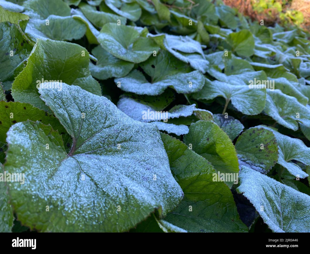 A closeup shot of leopard plant leaves growing in a garden Stock Photo
