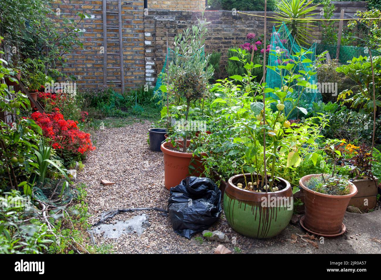 Working Home Garden with Plants, Vegetables - London UK Stock Photo