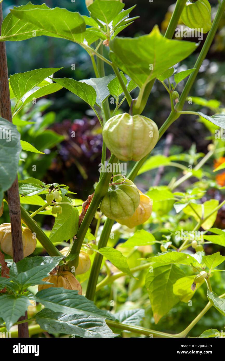 Physalis philadelphica, Tomatillo Plant Growing in Garden, London UK Stock Photo