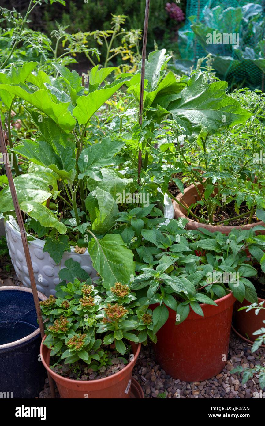 Pots in Working Home Garden with Plants, Vegetables - London UK Stock Photo