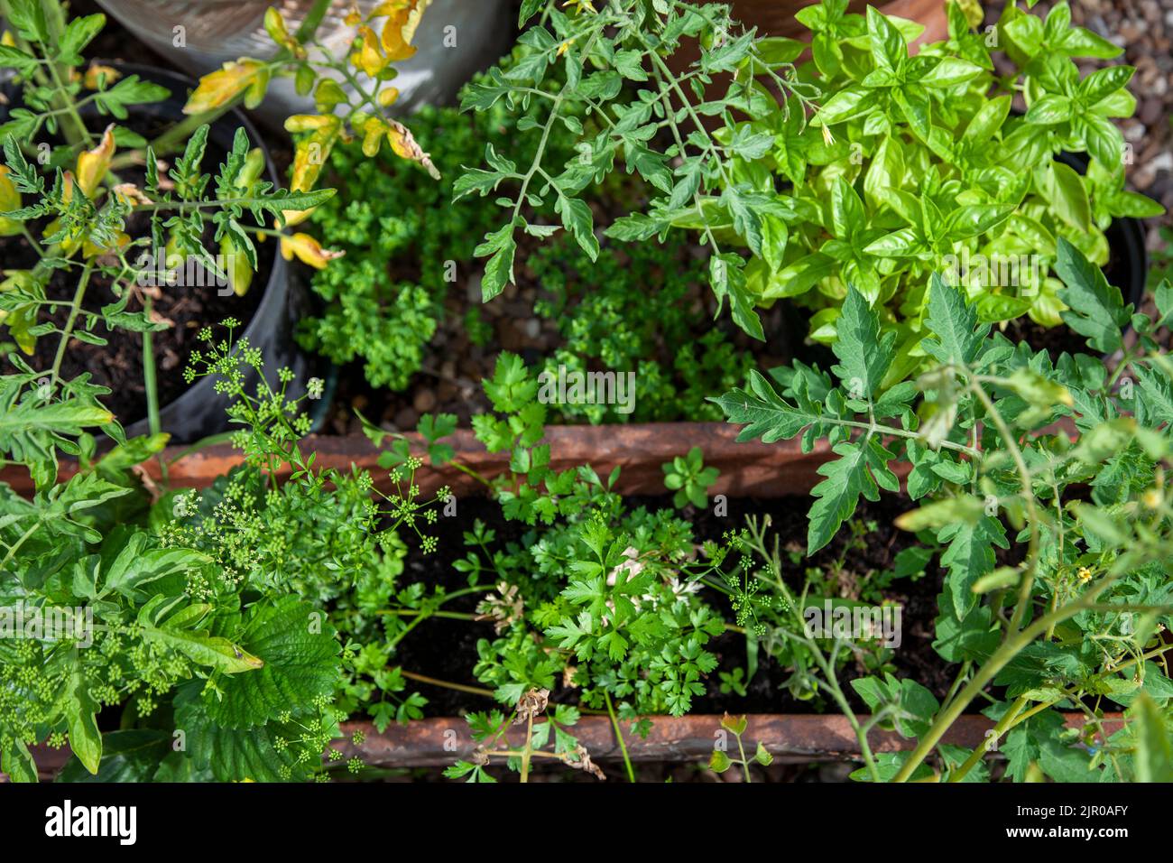 Pots of Herbs and Tomato foliage in Working Home Garden with Plants, Vegetables - London UK Stock Photo