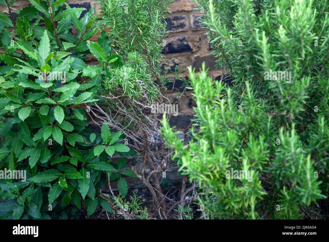 Rosemary and Bay Leaf Tree in Working Home Garden with Plants, Vegetables - London UK Stock Photo