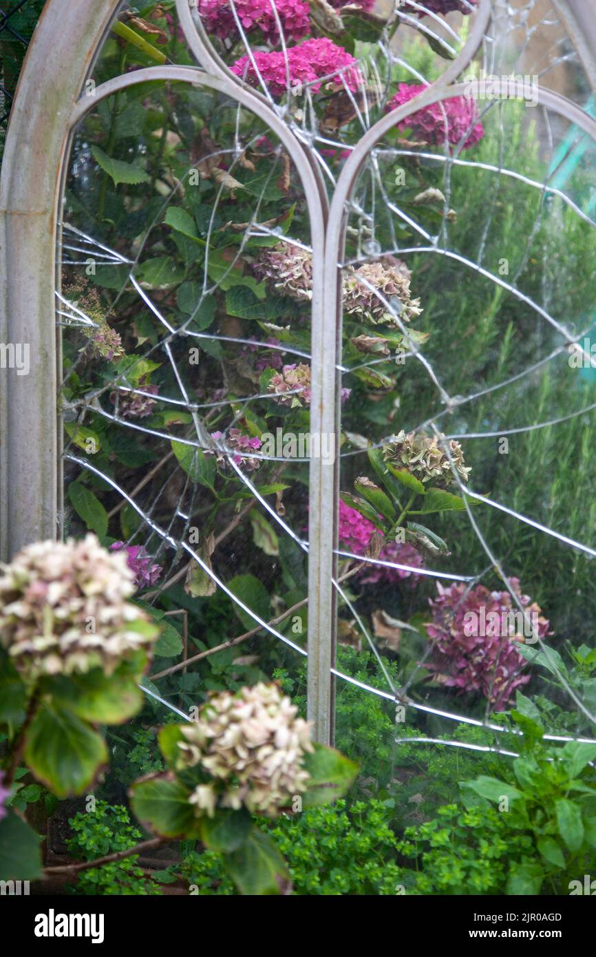 Hydrangeas Reflected in Broken Mirror in Garden Stock Photo