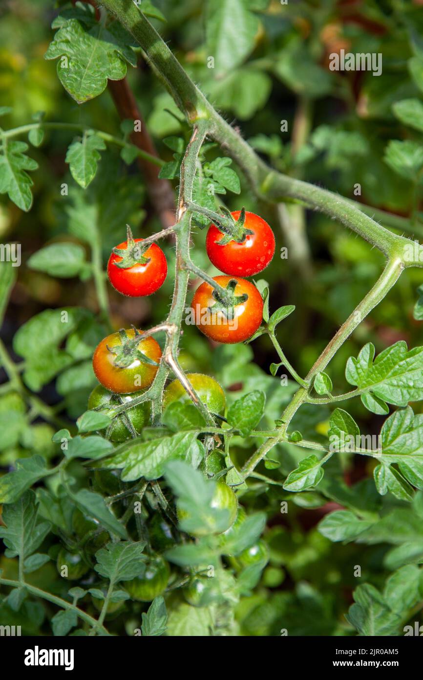Growing Cherry Tomatoes in the Garden - London UK Stock Photo