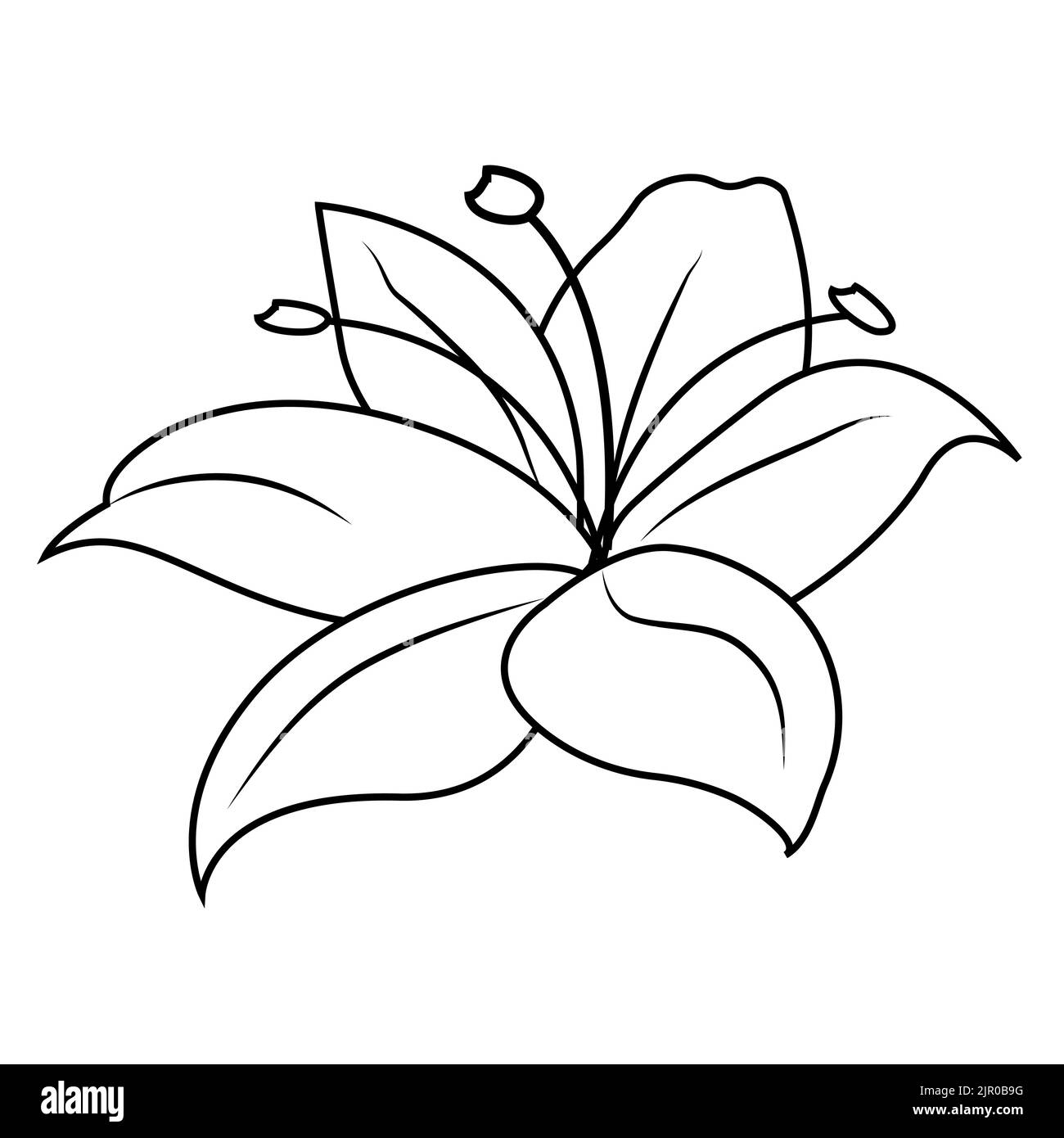 Water Lily Plant Black And White Stock Photos Images Alamy