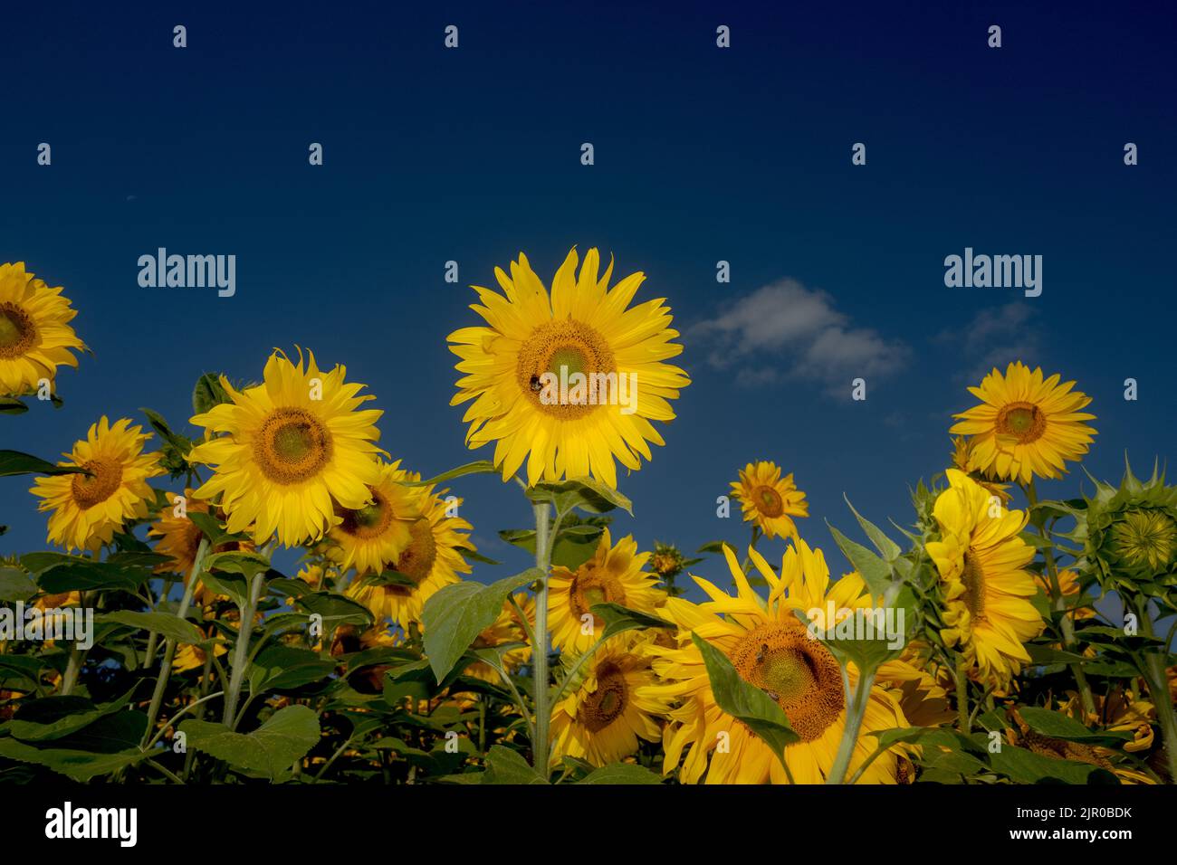 Sunflowers in a field in Warwickshire Stock Photo