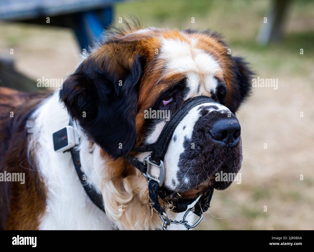 Dogs standing on hind legs. Photo 19753, Saint Bernard Dog Bernegarden's  Modern Art. В лесу