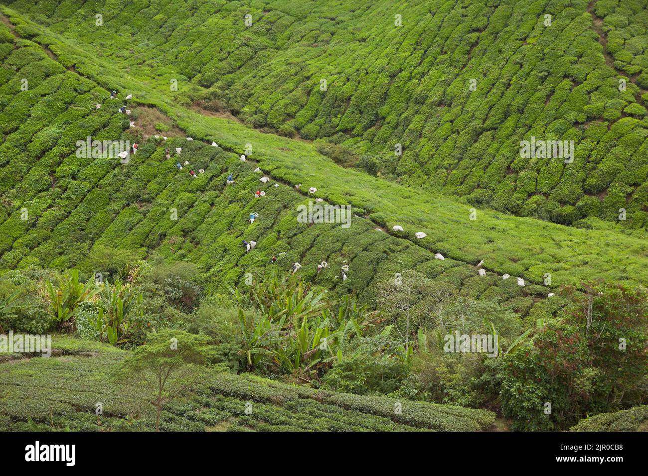 Cameron Highlands Boh tea plantation, Malaysia. Tea pickers Stock Photo