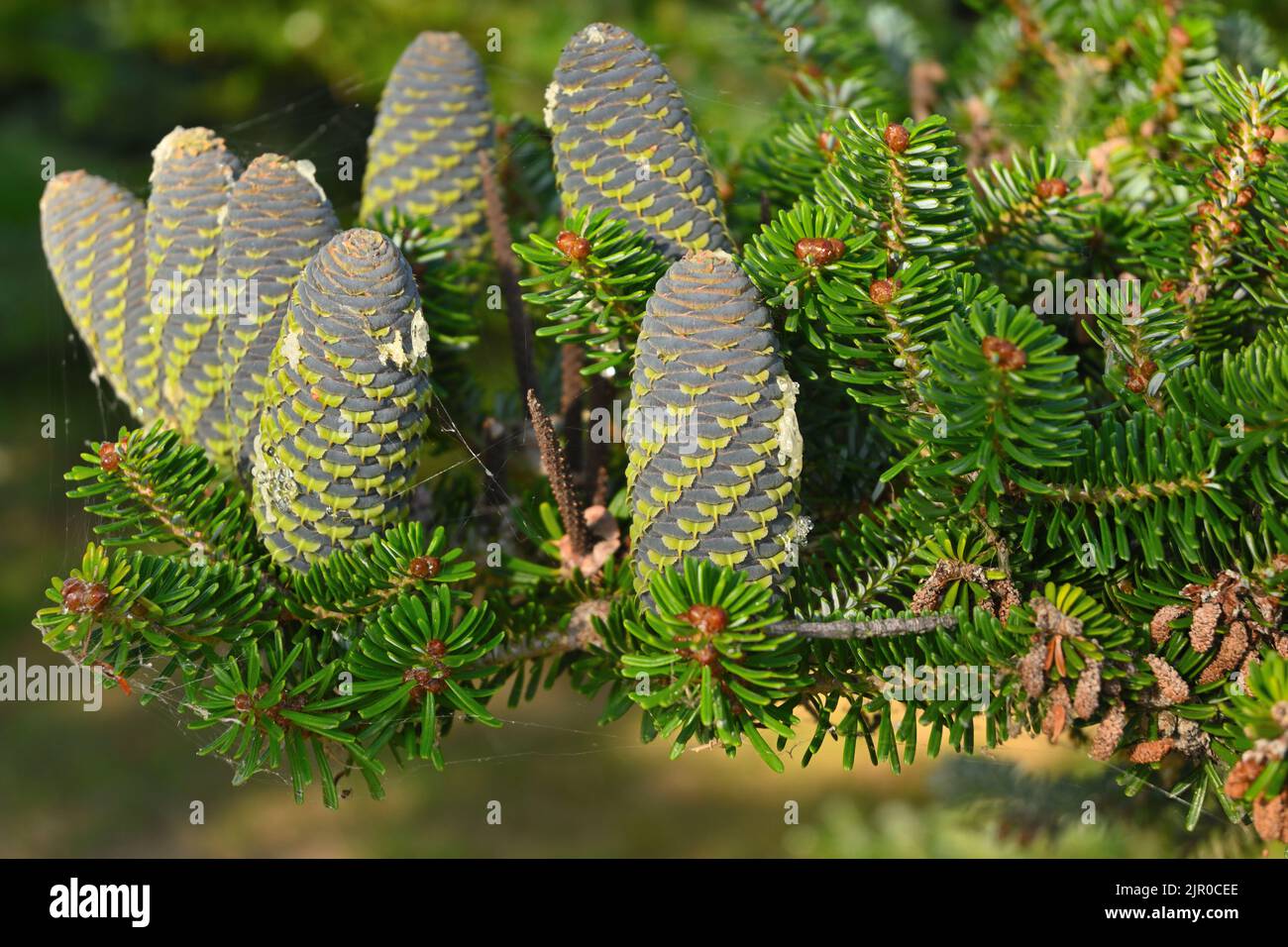 Korean fir cones on green branches. Evergreen coniferous ornamental tree Stock Photo