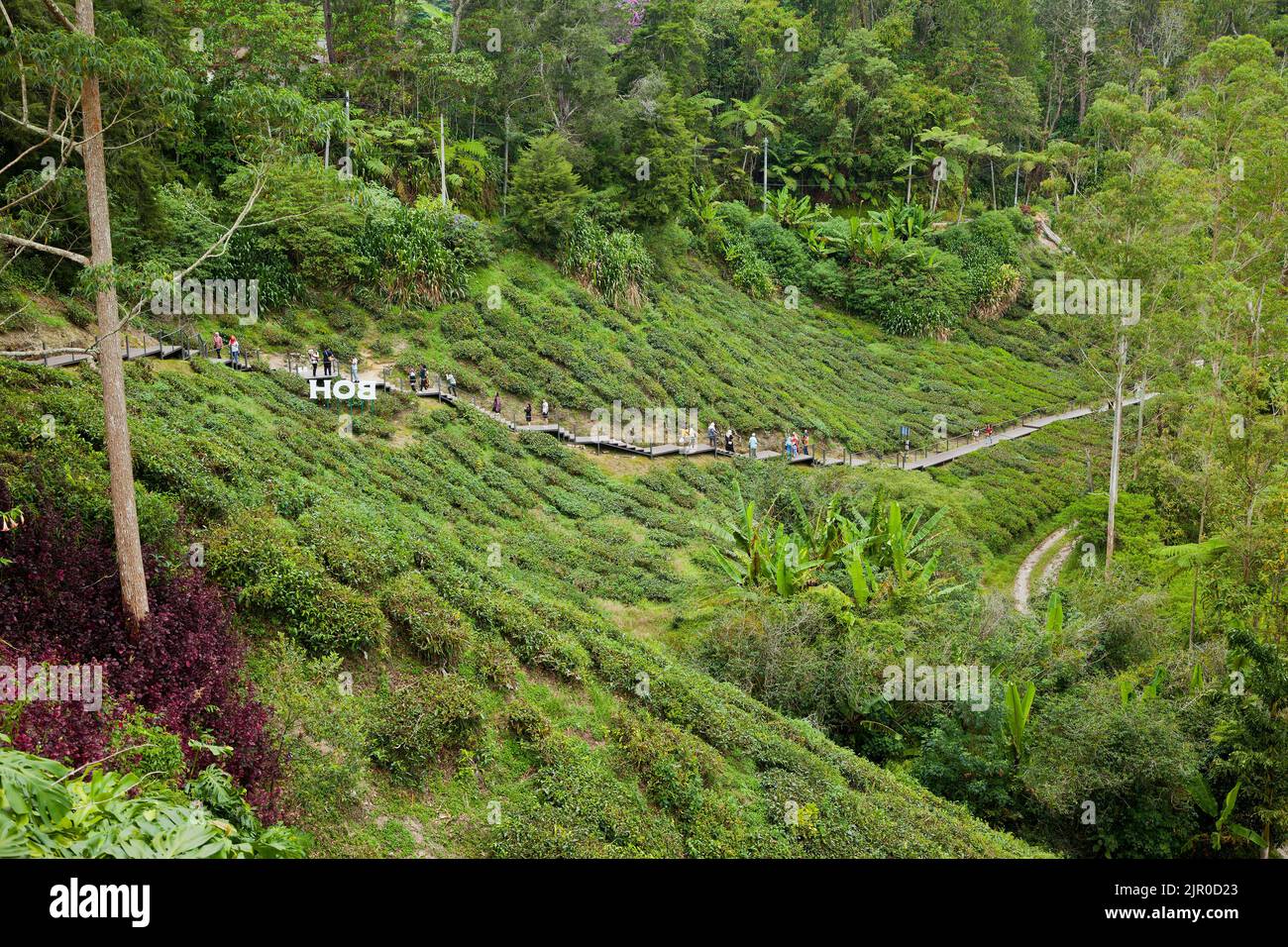 BOH tea plantation, Cameron Highlands. Tourists walking along the pathway to the tourist centre & teashop.Malaysia Stock Photo