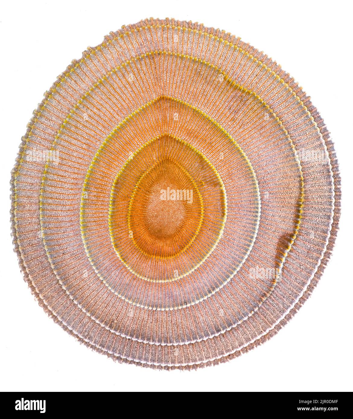 Sea urchin spine, TS,  Philippines Stock Photo