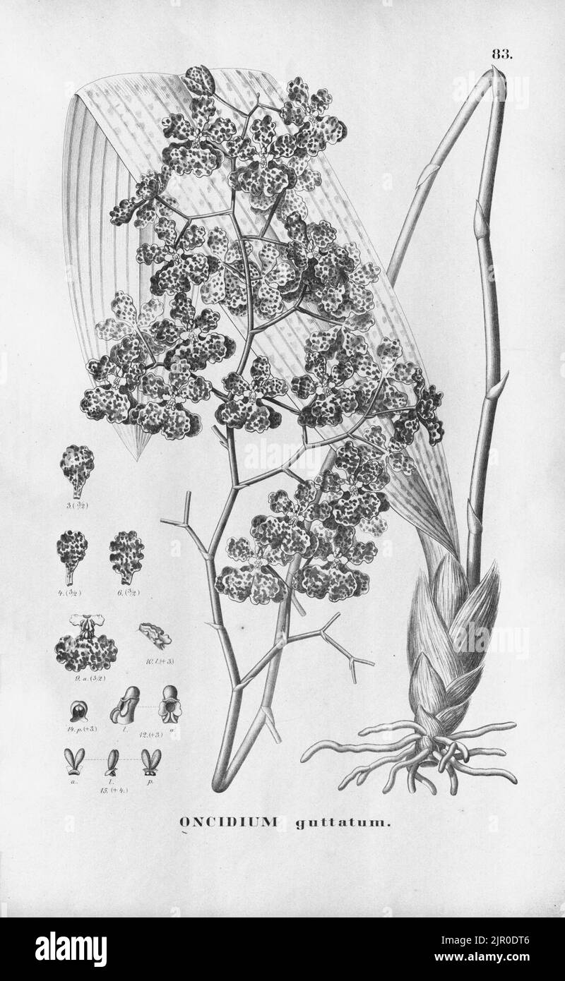 Tolumnia guttata (as Oncidium guttatum) - Fl.Br. 3-6-83 Stock Photo