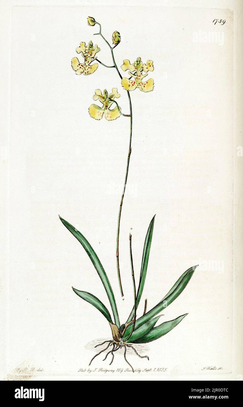 Tolumnia lemoniana (as Oncidium lemonianum) - Edwards vol 21 pl 1789 (1836) Stock Photo