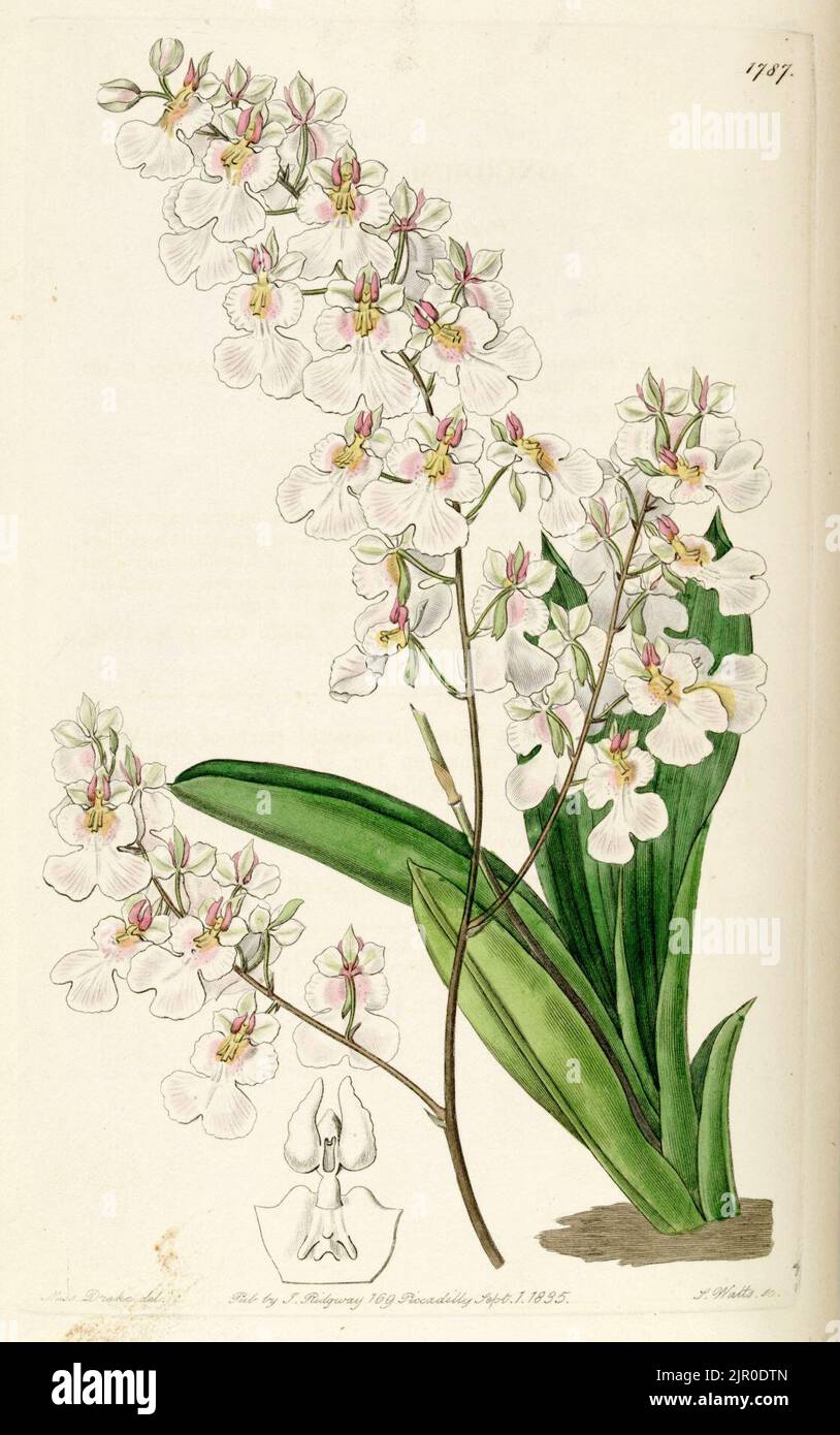 Tolumnia pulchella (as syn. Oncidium pulchellum) - Edwards vol 21 pl 1787 (1836) Stock Photo