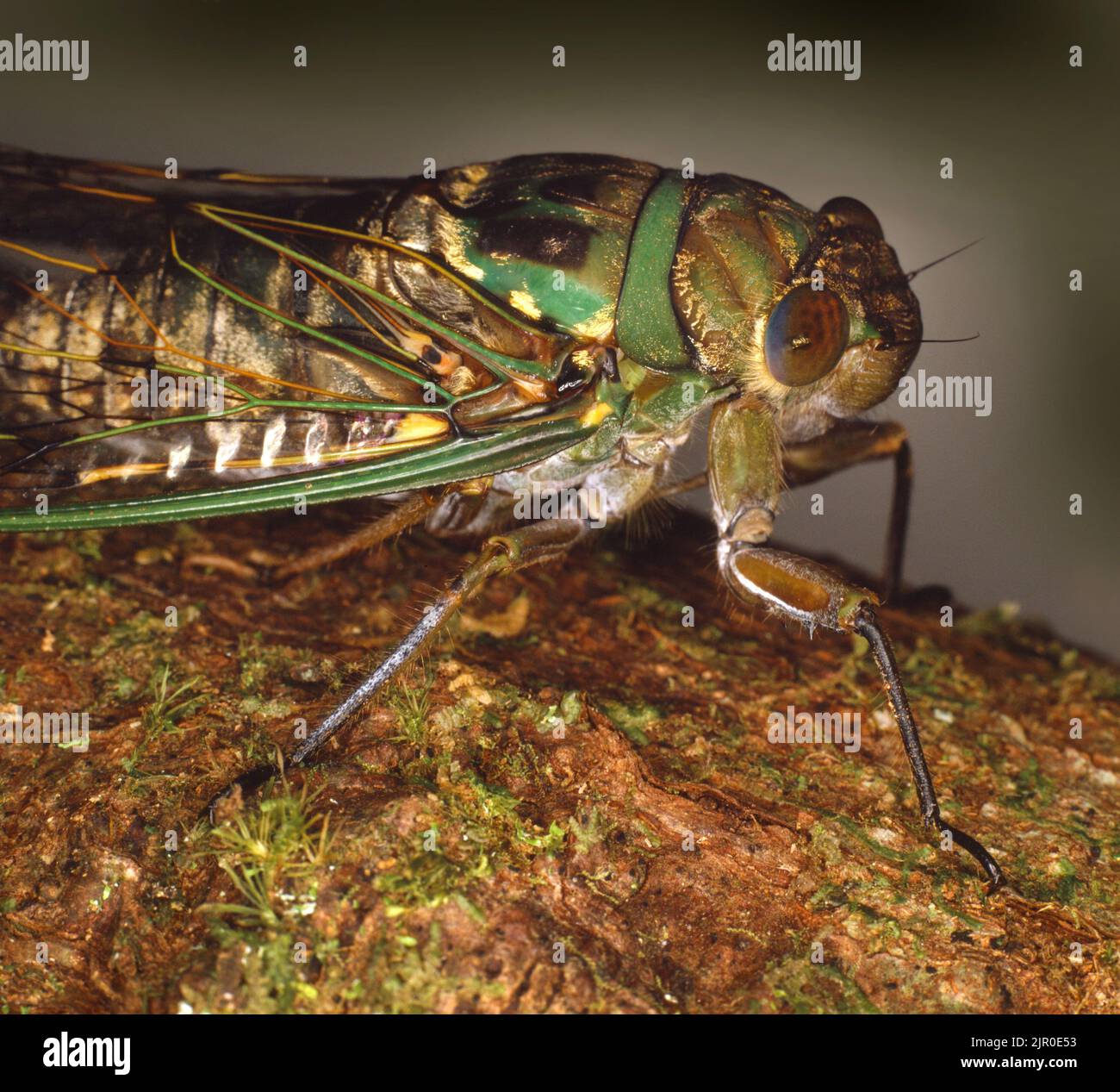 Jungle cicada, Sarawak Malaysia, Borneo Stock Photo