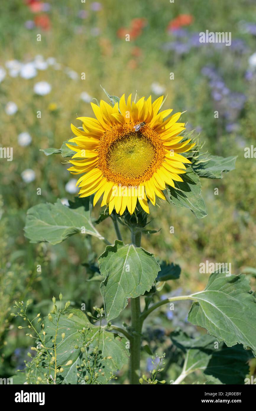 Sunflower on a bee-friendly, mixed flower meadow, Stock Photo