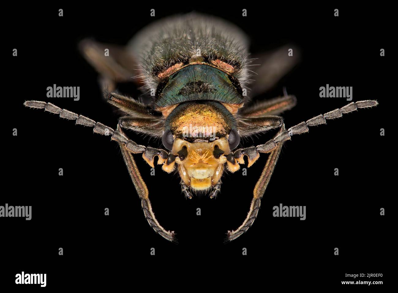 Malachite Beetle Malachius bipustulatus Stock Photo