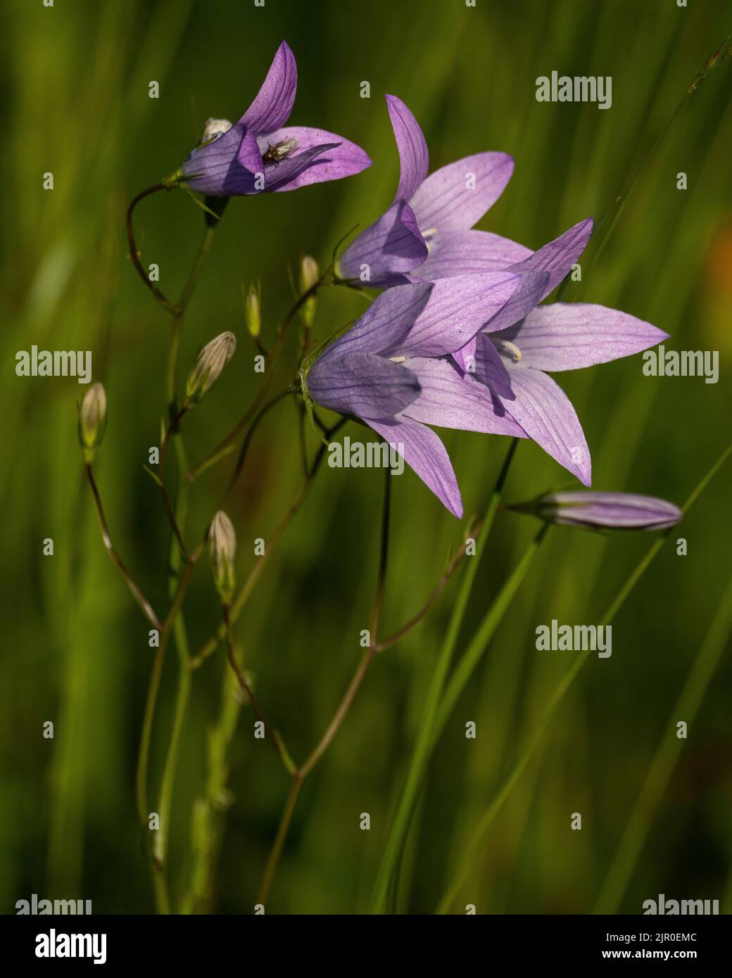A closeup of spreading bellflowers blooming in the meadow Stock Photo