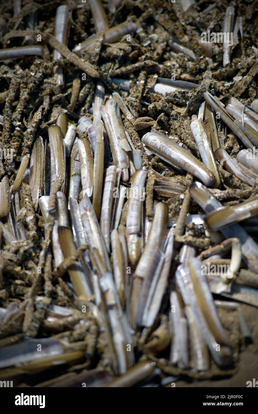 Dead heterodonta hires stock photography and images Alamy