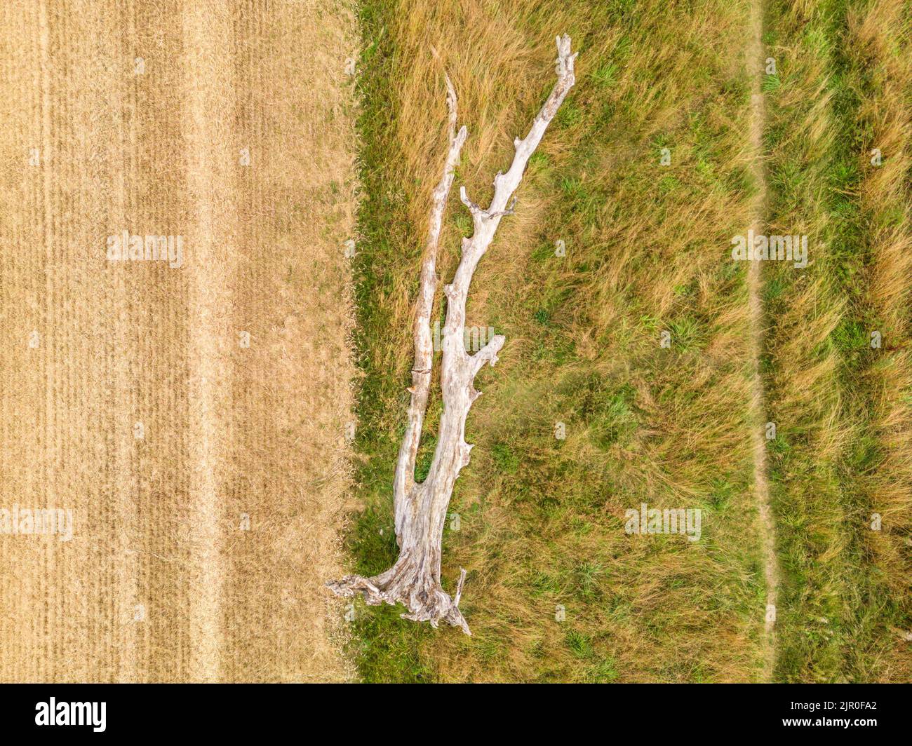 Aerial landscape view of dead fallen tree lying in a field bordering an agricultural crop field. Stock Photo