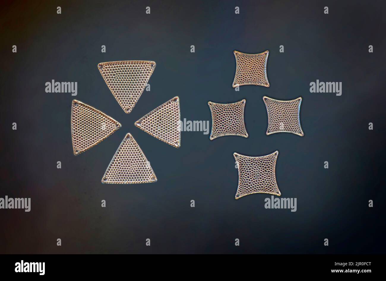 Darkfield photomicrograph, diatom varieties Triceratum favus, Triceratum scitulum Stock Photo