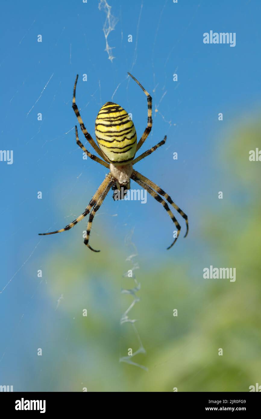 Female wasp spider (Agriope bruennichi) in it's orb web Stock Photo