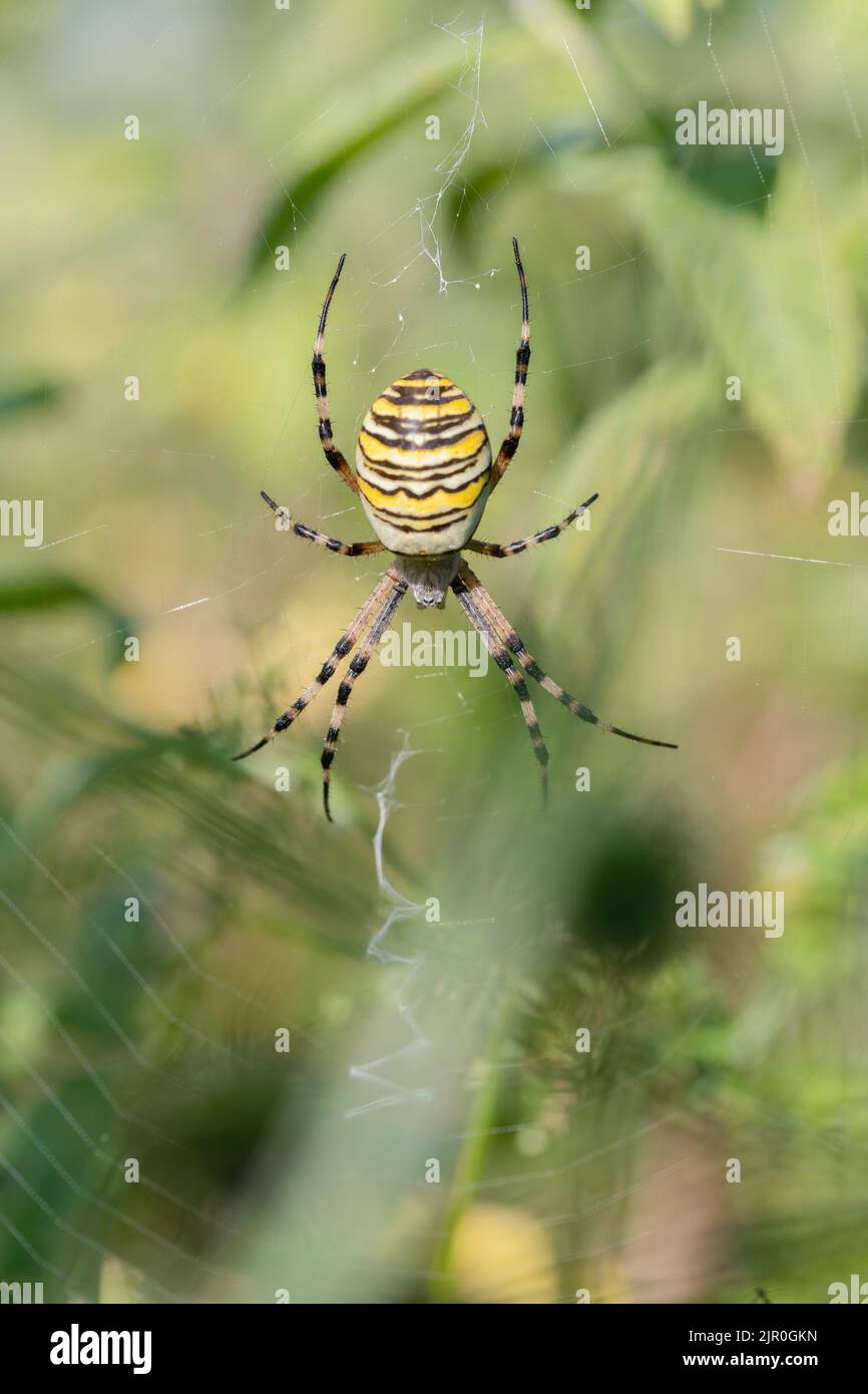 Female wasp spider (Agriope bruennichi) in it's orb web Stock Photo